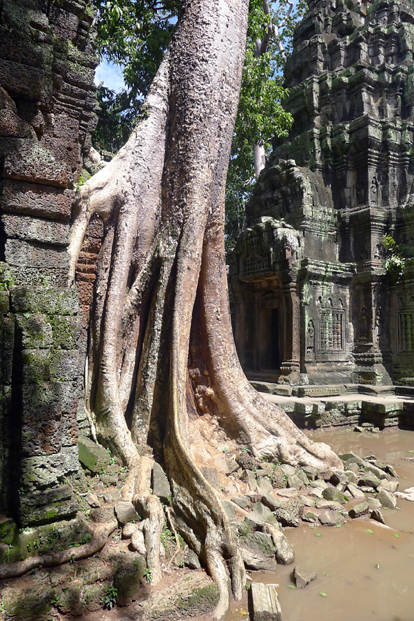 Cambodia - Angkor - Ta Prohm 09-09-2011 #04