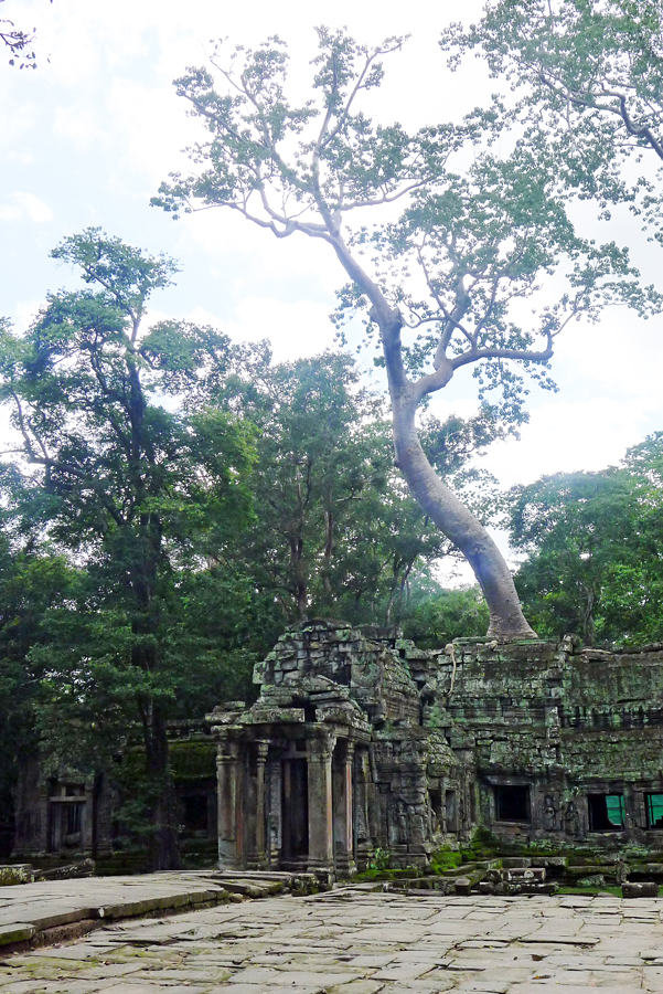 Cambodia - Angkor - Ta Prohm 09-09-2011 #11