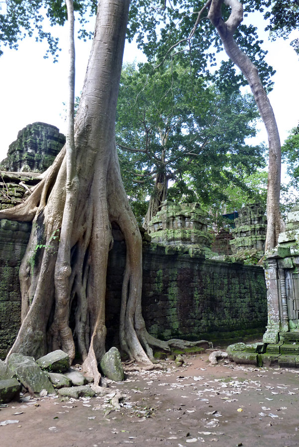 Cambodia - Angkor - Ta Prohm 09-09-2011 #13