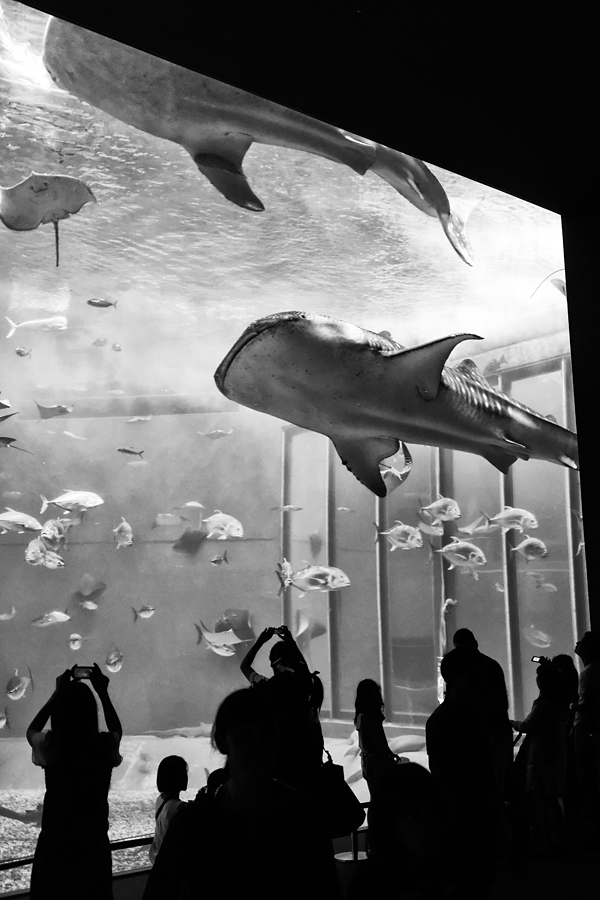 Japan - Okinawa - Churaumi aquarium 04-10-2013 #-253 (travaillée) N&#38;B