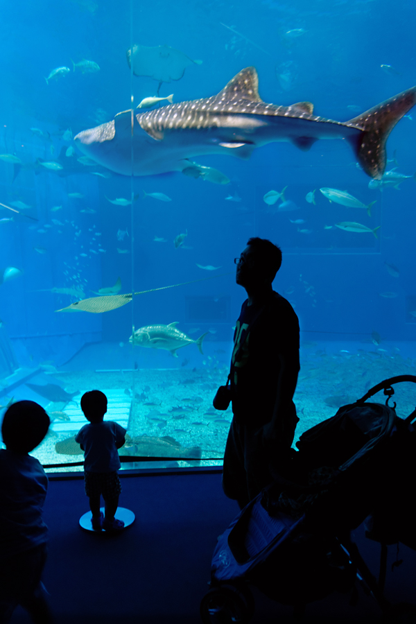 Japan - Okinawa - Churaumi aquarium 04-10-2013 #-289 (travaillée)