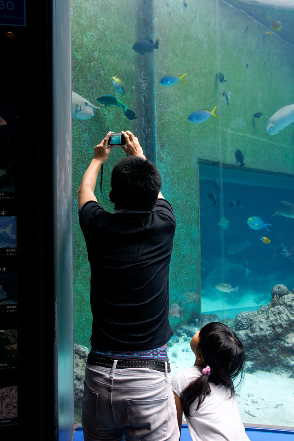 Japan - Okinawa - Churaumi aquarium 04-10-2013 #-92 (travaillée)