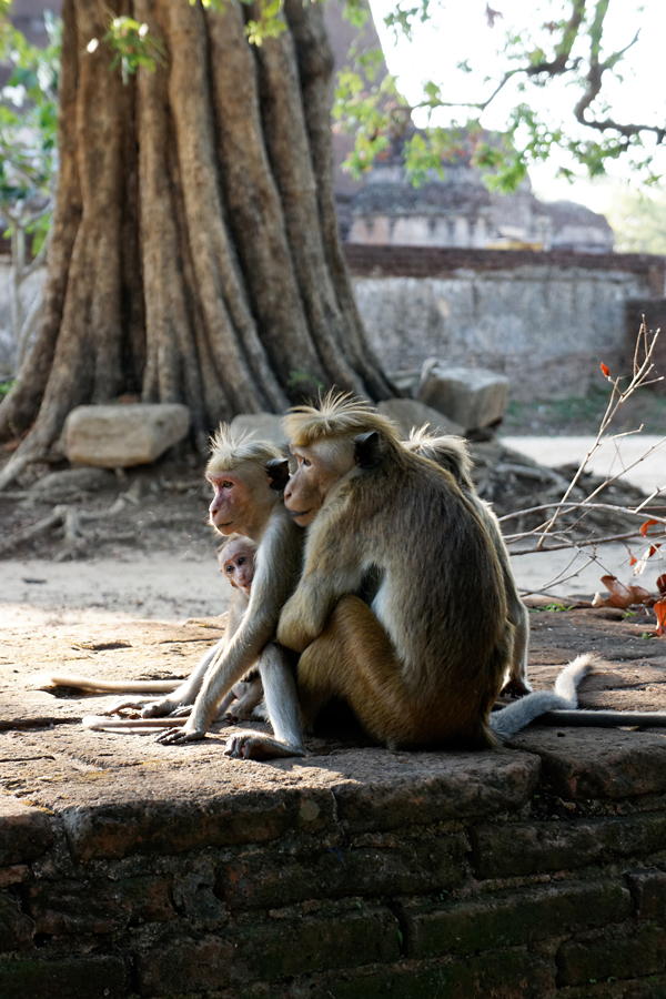 Sri-Lanka - Polonnaruwa #04