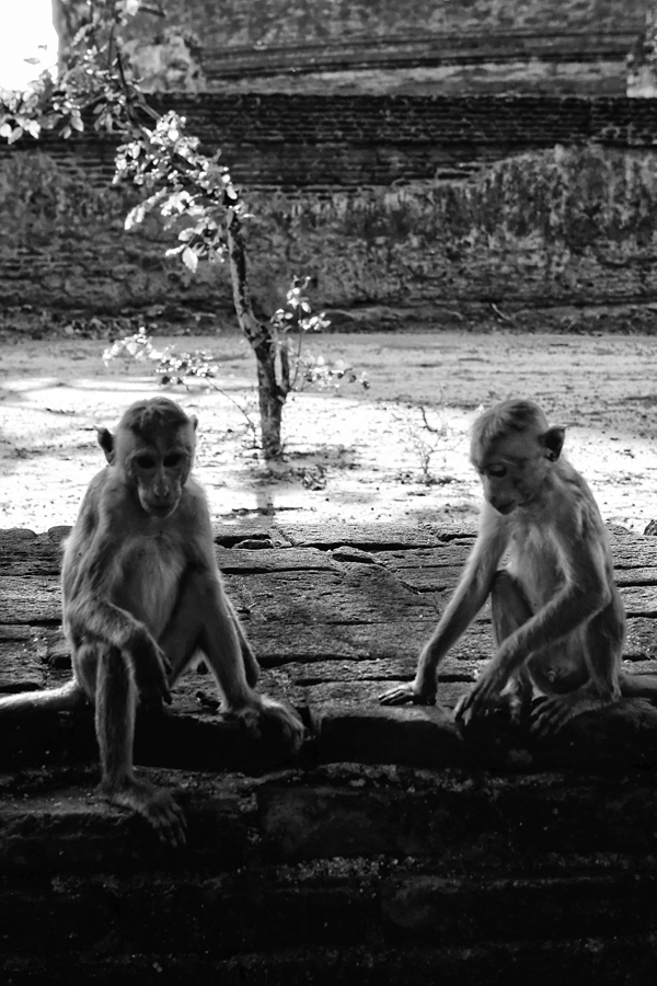 Sri-Lanka - Polonnaruwa #05