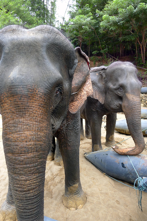 Thailand - Kanchanaburi - The River Kwai Jungle Rafts - Elephants 05-09-2011 #09