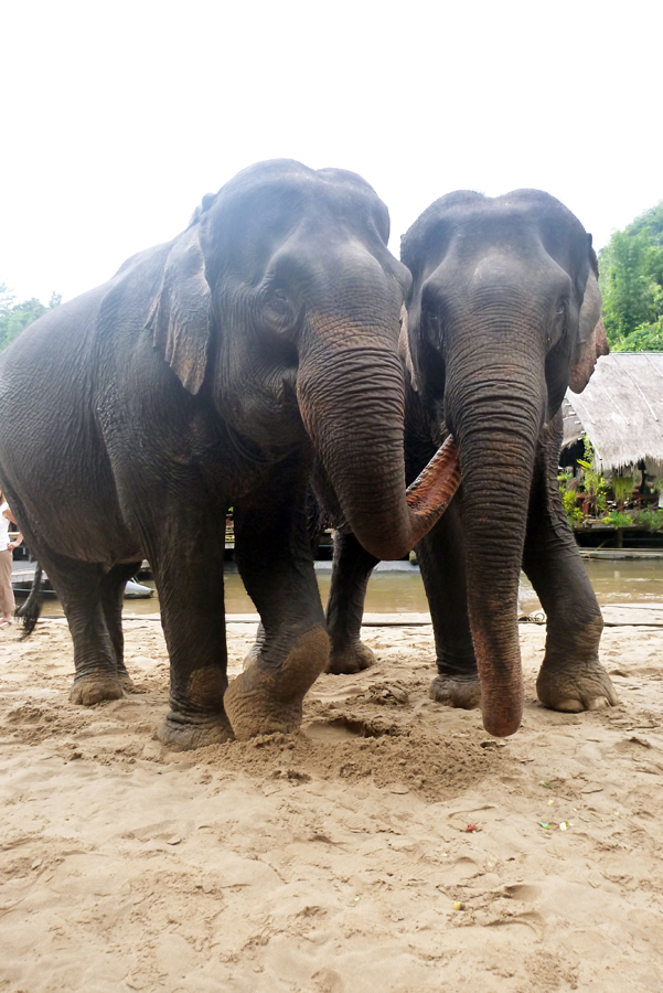Thailand - Kanchanaburi - The River Kwai Jungle Rafts - Elephants 05-09-2011 #50