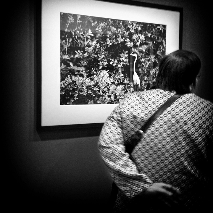 Paris - MEP - Genesis - Sebastião Salgado 13-11-2013 #04