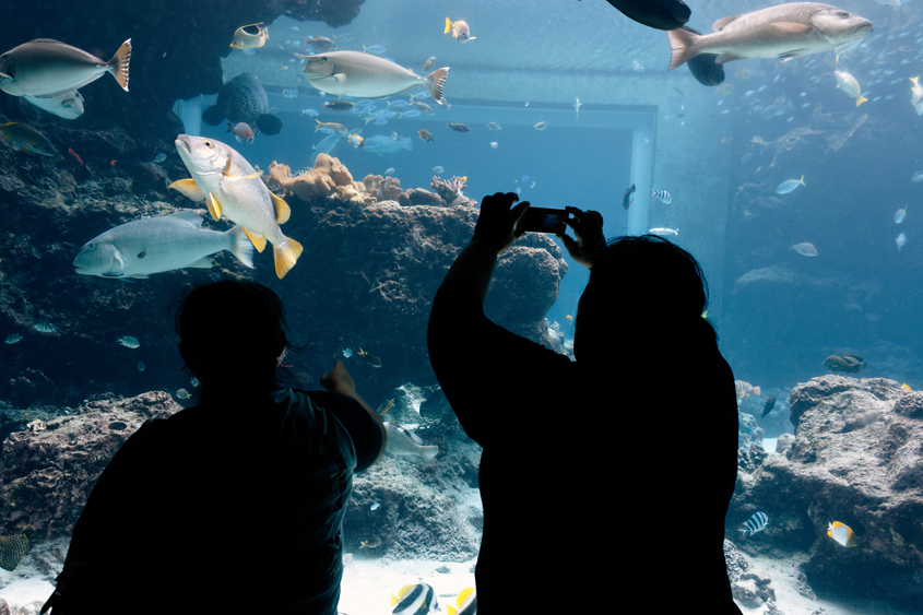 Japan - Okinawa - Churaumi aquarium 04-10-2013 #-106 (travaillée)