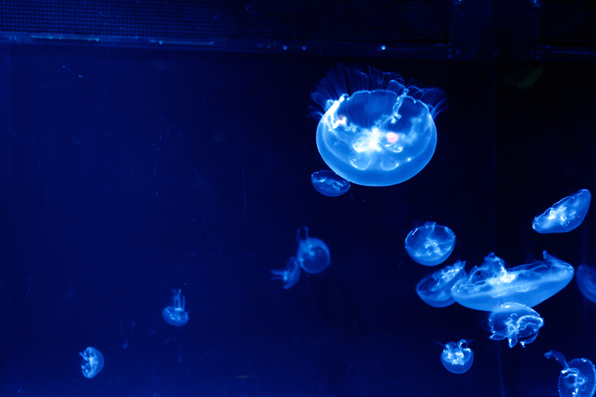 Japan - Okinawa - Churaumi aquarium 04-10-2013 #-115 (travaillée)