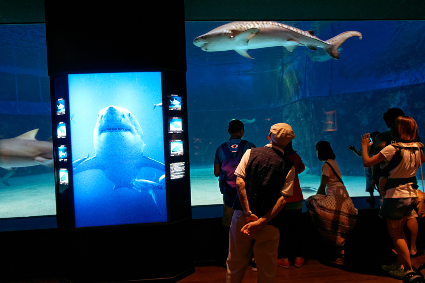 Japan - Okinawa - Churaumi aquarium 04-10-2013 #-173 (travaillée)
