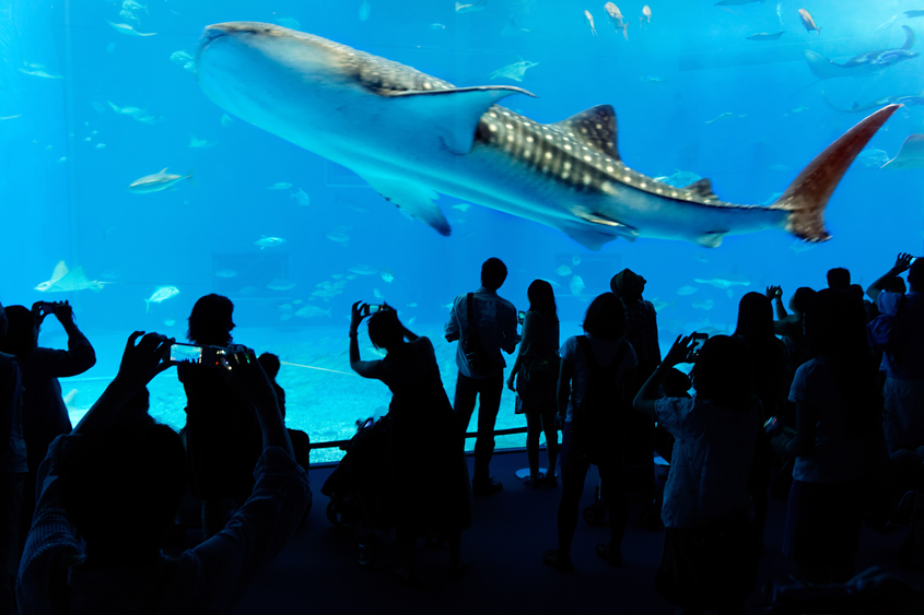Japan - Okinawa - Churaumi aquarium 04-10-2013 #-231 (travaillée)