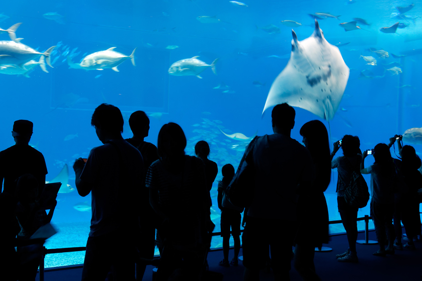 Japan - Okinawa - Churaumi aquarium 04-10-2013 #-296 (travaillée)