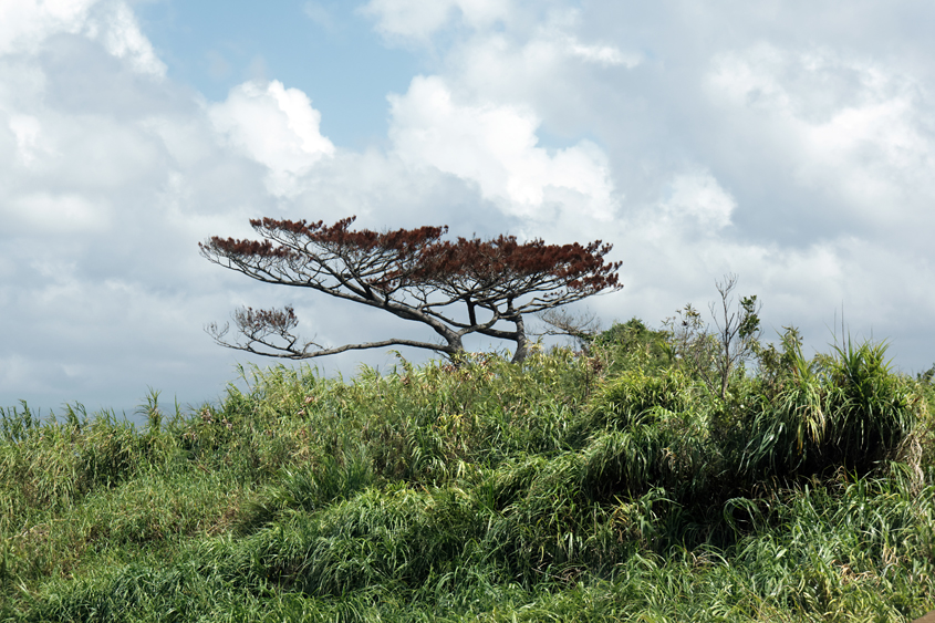 Japan - Okinawa - Kouri-shima 06-10-2013 #-8 (travaillée)