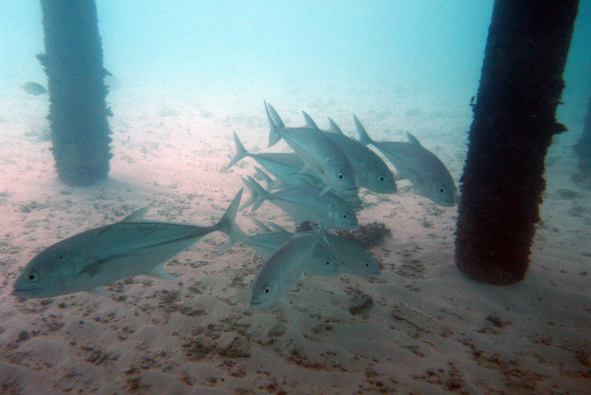 Maldives - Sun island 12-10-2012 #12