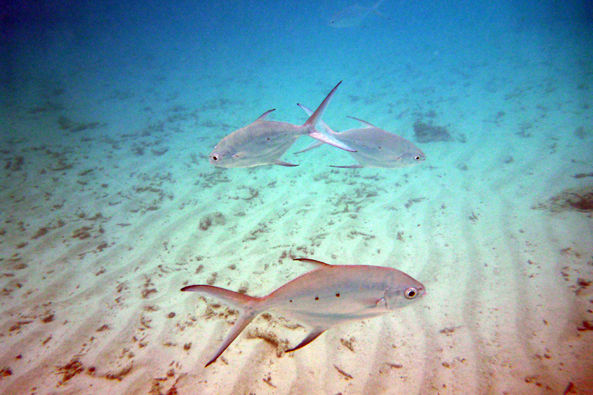 Maldives - Sun island 12-10-2012 #36