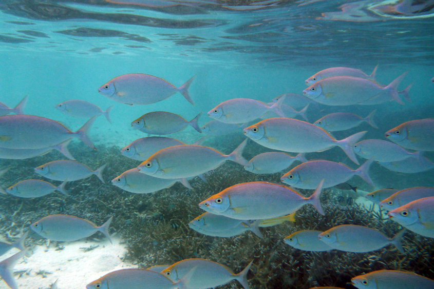 Maldives - Sun island 12-10-2012 #68