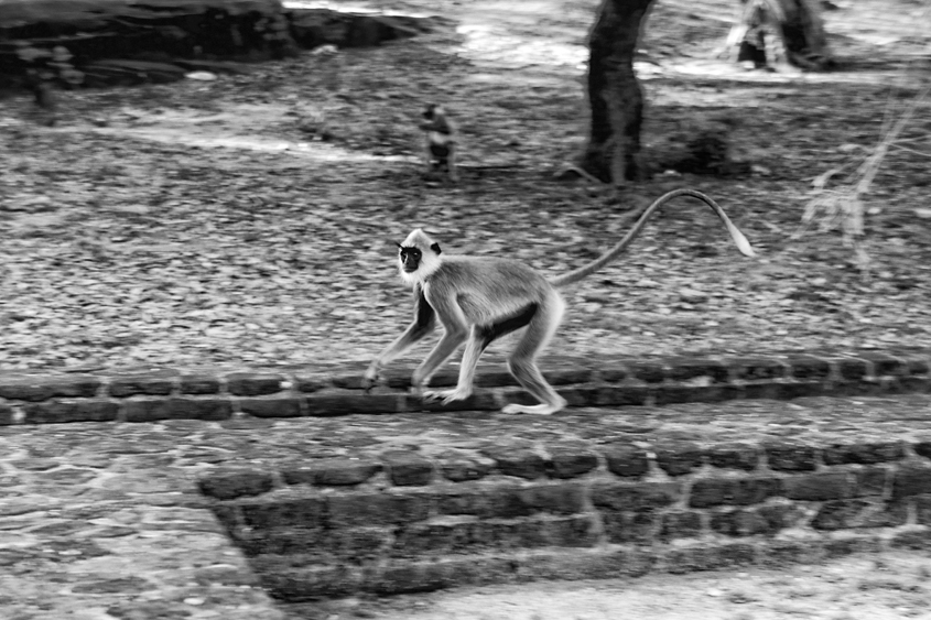 Sri-Lanka - Polonnaruwa #04