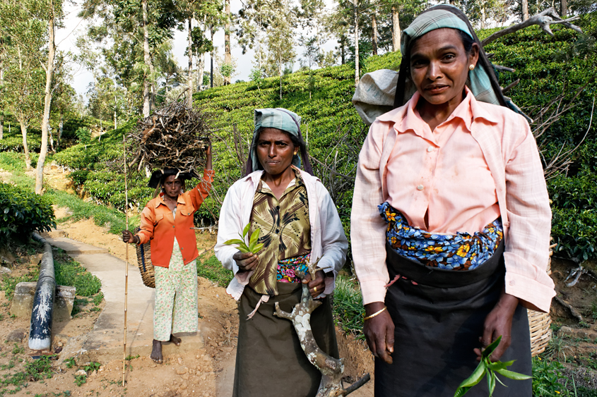 Sri-Lanka - Road  between Ramboda &#38; Kandy #01