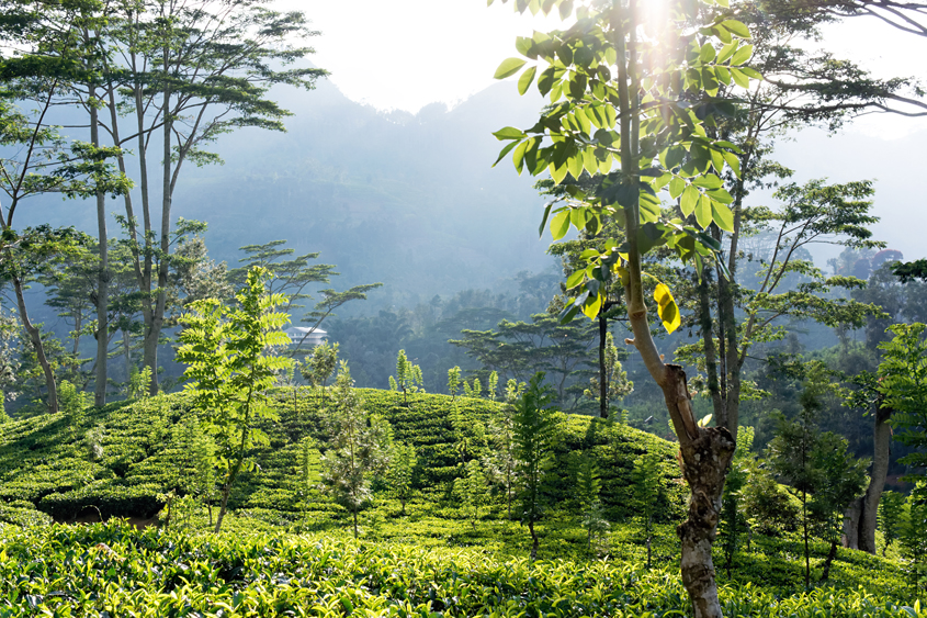 Sri-Lanka - Road  between Ramboda &#38; Kandy #03