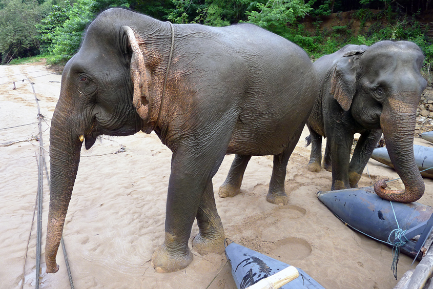 Thailand - Kanchanaburi - The River Kwai Jungle Rafts - Elephants 05-09-2011 #13