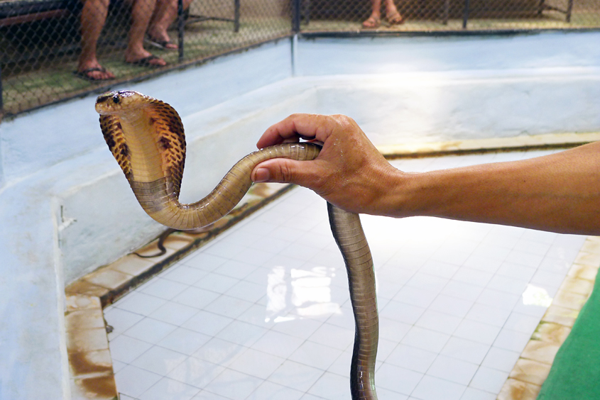 Thailand - Koh Samui - Snake Farm 19-09-2011 #81